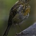 Robin Most Photo 7