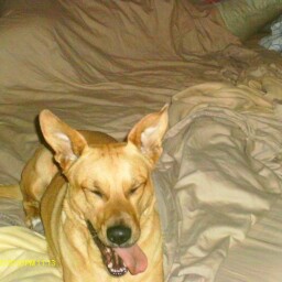 Robert Artis Photo 6