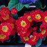 Donna Robbins Photo 33
