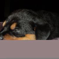 Lillie Bell Photo 12