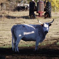 Brian Bristow Photo 9