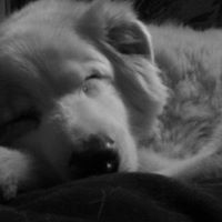 Jennifer Langlois Photo 27