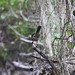 Robin Groves Photo 35