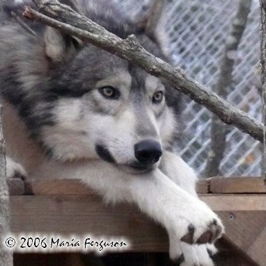 Darrell Campbell Photo 40