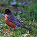 Robin Cunningham Photo 12