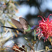 Sheri Bird Photo 12