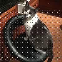 Frances Flannery Photo 17