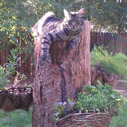 Suzanne Mcmillan Photo 4