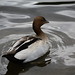 Herb Drake Photo 8