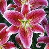 Helen Reddy Photo 7 Helen Reddy Photo 7