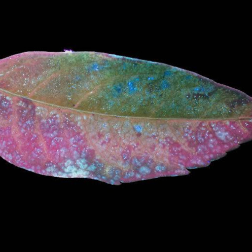 Crystal Monroe Photo 9