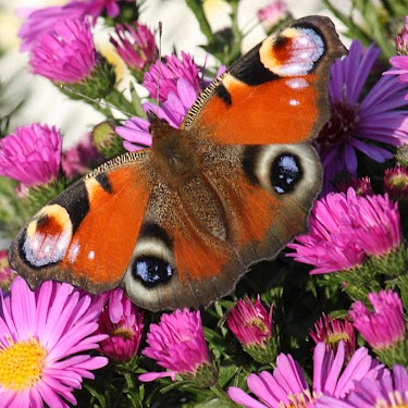 Tammy Cassidy Photo 11