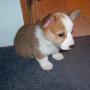 Dean Morris Photo 15