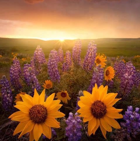 Nancy Higgins Photo 20