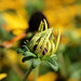 Susan Blom Photo 14