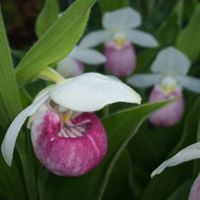 Nancy Lytle Photo 15