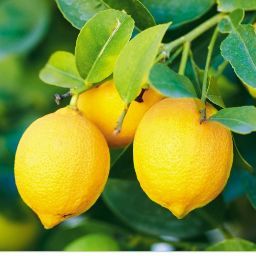 Christine Toscano Photo 19