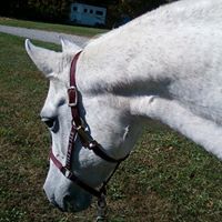 Joy Schaefer Photo 22