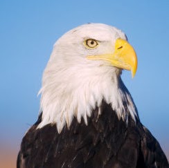 Mark Bowman Photo 25