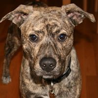 Michele Forbes Photo 11