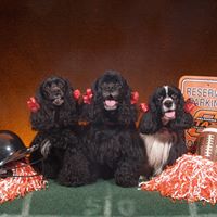 Tom Bayless Photo 13