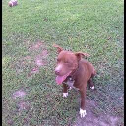 Claude Williams Photo 24