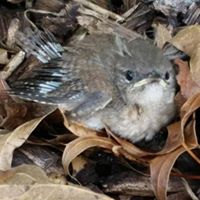 Christine Coy Photo 28