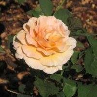 Kathy Lotito Photo 5