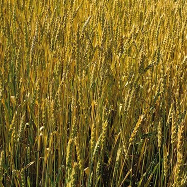 Phyllis George Photo 26