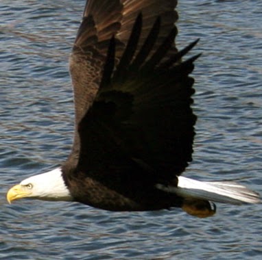 Robert Schafer Photo 33