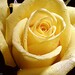 Jose Rosas Photo 35