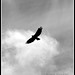 Nancy Hawk Photo 5