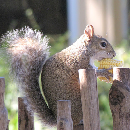 Dana Andersen Photo 33