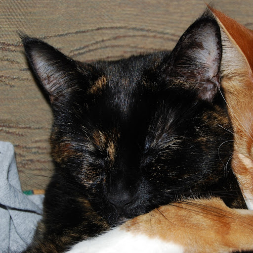 Nancy Davison Photo 12