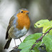 Robin Rains Photo 26