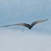 Donald Berry Photo 35