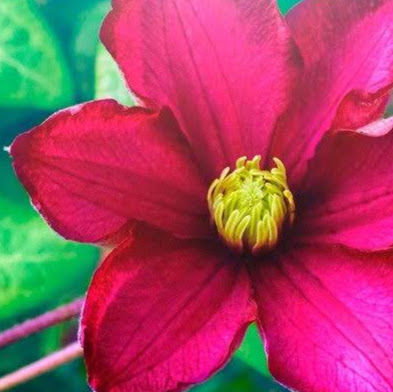 Cynthia Salas Photo 34