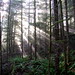 Ray Ferns Photo 13