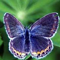 Deborah Bernard Photo 24