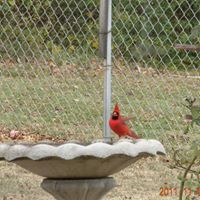 Cheryl Mcpherson Photo 11