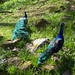 Michelle Peacock Photo 42