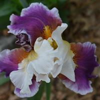 Pamela Andrews Photo 33