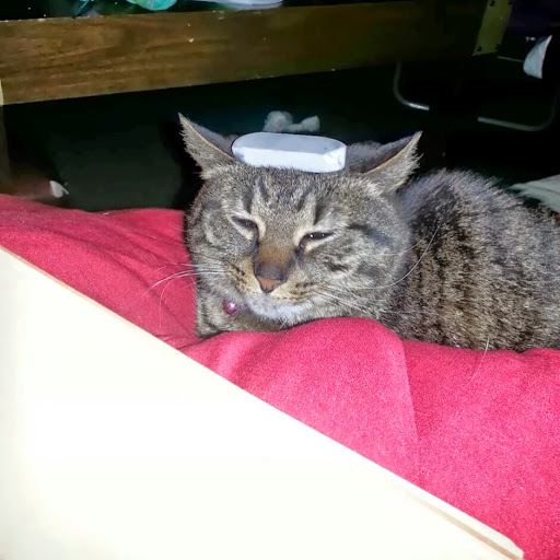 Julie Gregory Photo 23