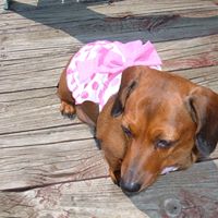 Sandra Belcher Photo 16