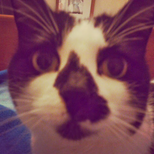 Julia Cobb Photo 11 Julia Cobb Photo 11