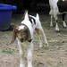Jeannie May Photo 31