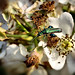 Karl Green Photo 41
