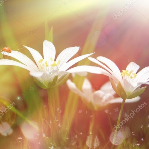 Donna Murphy Photo 38