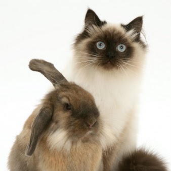 Benjamin Lin Photo 14