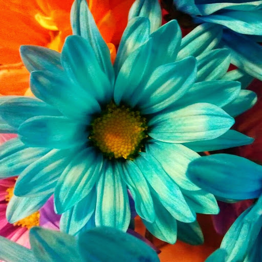 Victoria Bruce Photo 28 Victoria Bruce Photo 28